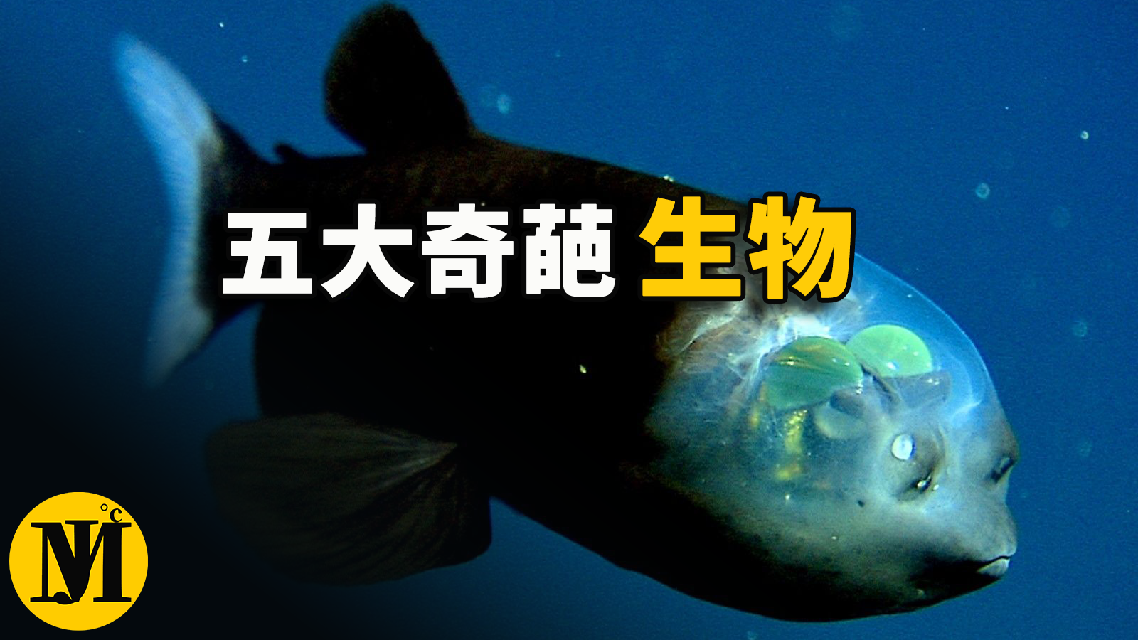 你应该要了解的世界最神奇的五大物种！ | 零度解密-零度博客
