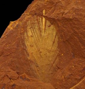 澳大利亚发现罕见的新“Lagerstätte”化石遗址