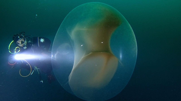 挪威海出现「诡异巨卵」没生物敢靠近！　35年后科学家揭惊人奥秘！ ！-零度博客